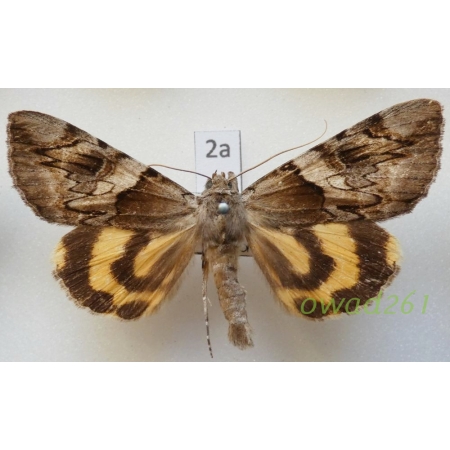 Catocala fulminea (Scopoli, 1763) Czech2a